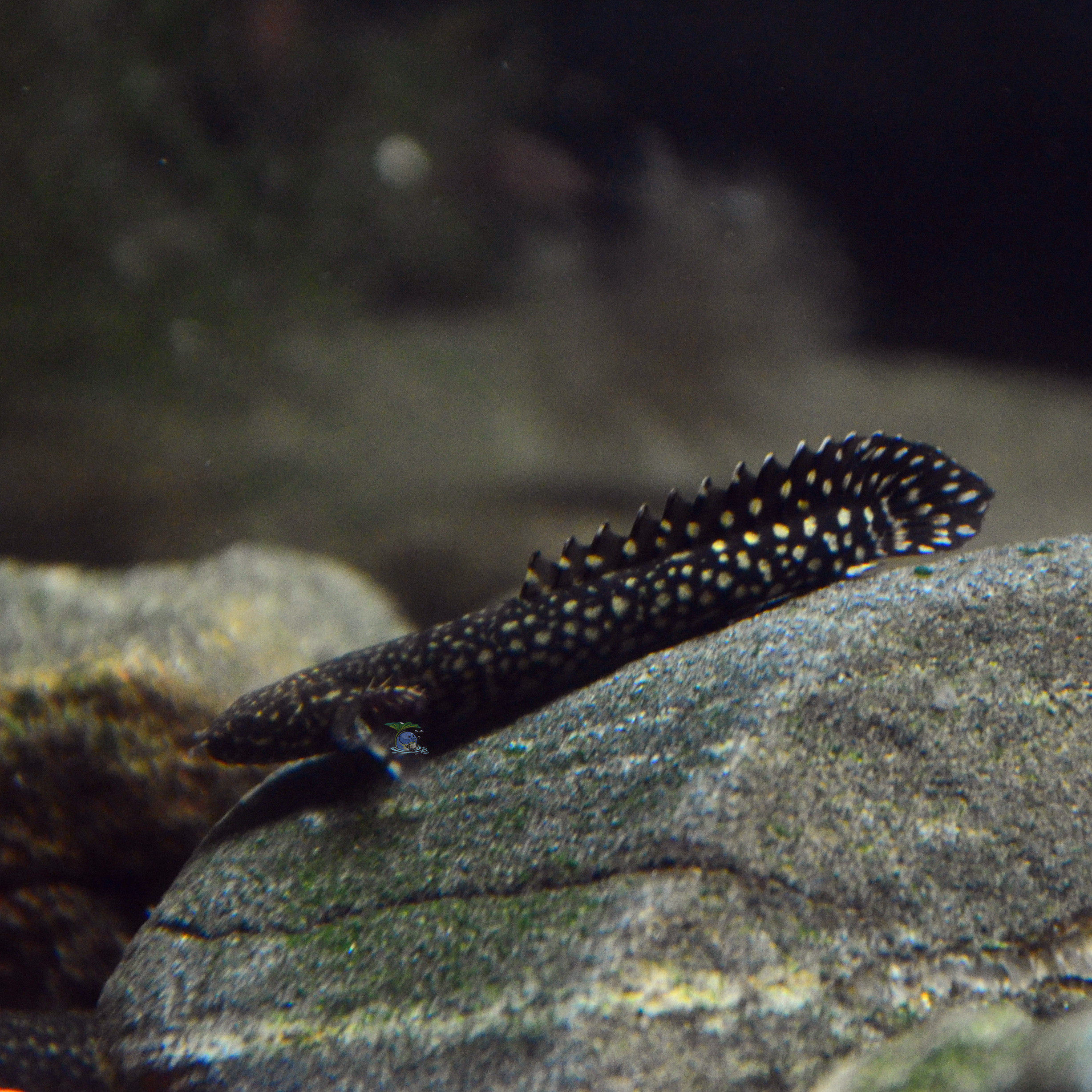 大花恐龙鱼安氏恐龙喀麦隆恐龙鱼古代鱼大型鱼宠物水族淡水观赏鱼