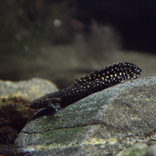 大花恐龙鱼安氏恐龙喀麦隆恐龙鱼古代鱼大型鱼宠物水族淡水观赏鱼