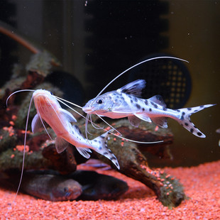 哥伦比亚豹猫小型鲶鱼南美鱼热带鱼观赏鱼宠物水族活体巡游底层鱼