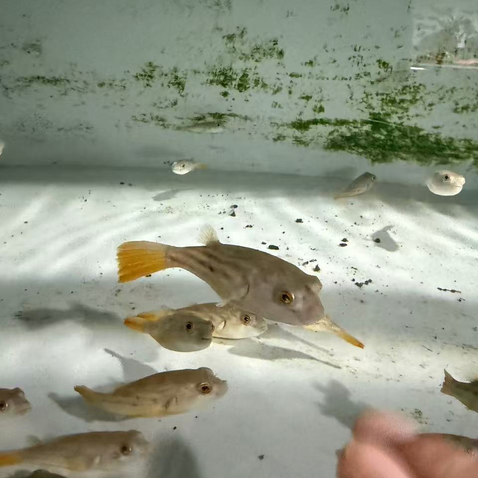 新手入门饲养练手品种性价比高
