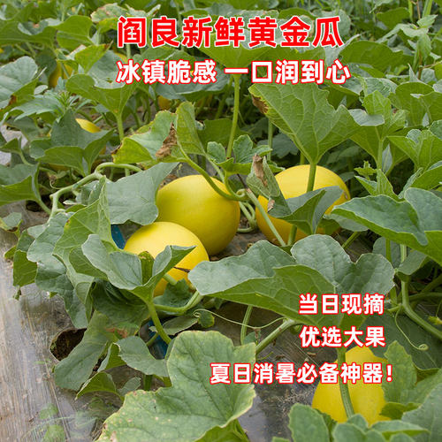 阎良黄金瓜新鲜水果甜瓜