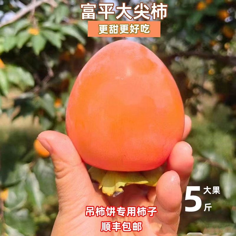 【超甜】【挂柿饼专用】富平尖柿