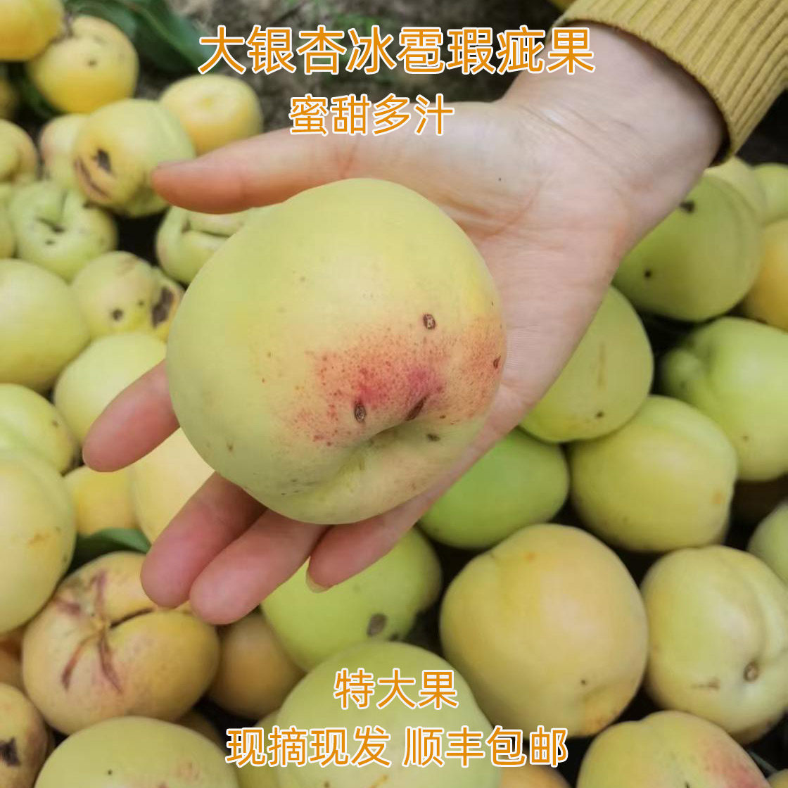 大银杏冰雹果新鲜水果现摘蜜甜多汁大黄杏特大果性价比高顺丰包邮