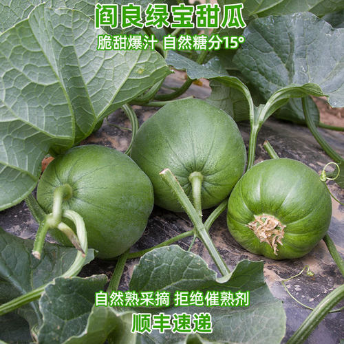 【新鲜直达】美味零时差绿宝甜瓜