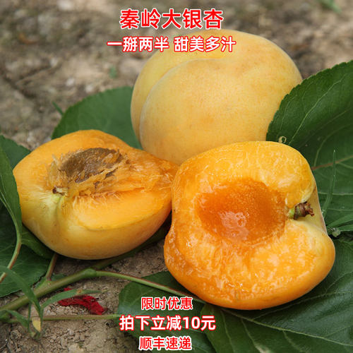 [原产发现】好物榜NO1!大银杏