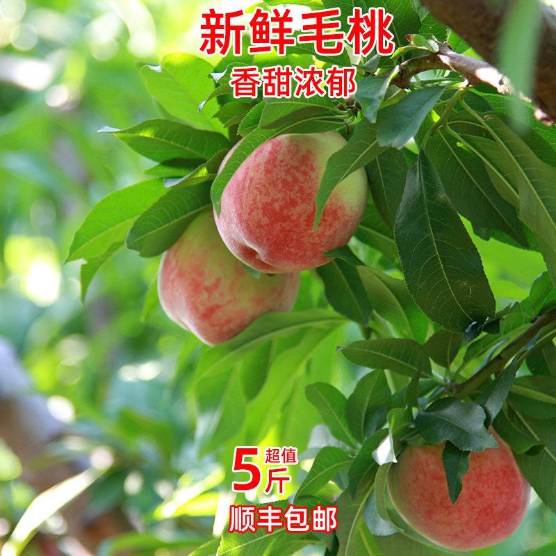 突围桃子新鲜水果毛桃陕西应季露天多汁水蜜甜桃特级大桃孕妇整箱