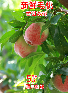【真好吃】【现摘现发】突围桃
