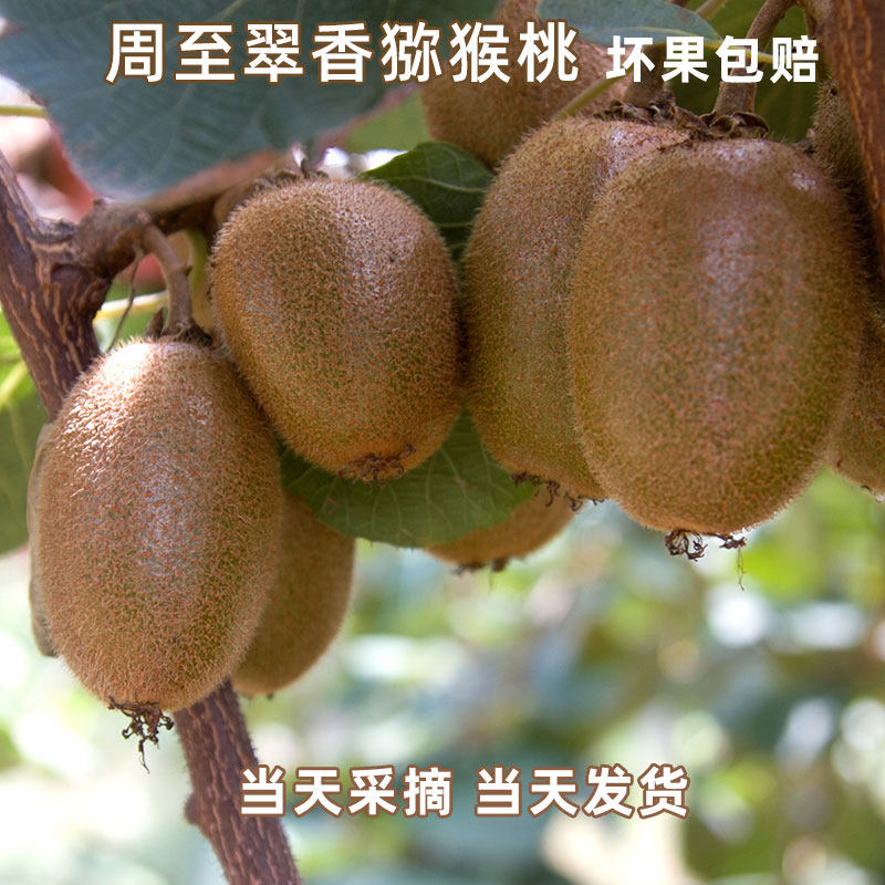 翠香猕猴桃新鲜水果奇异果陕西周至软甜绿心毛桃奶油味正品大果