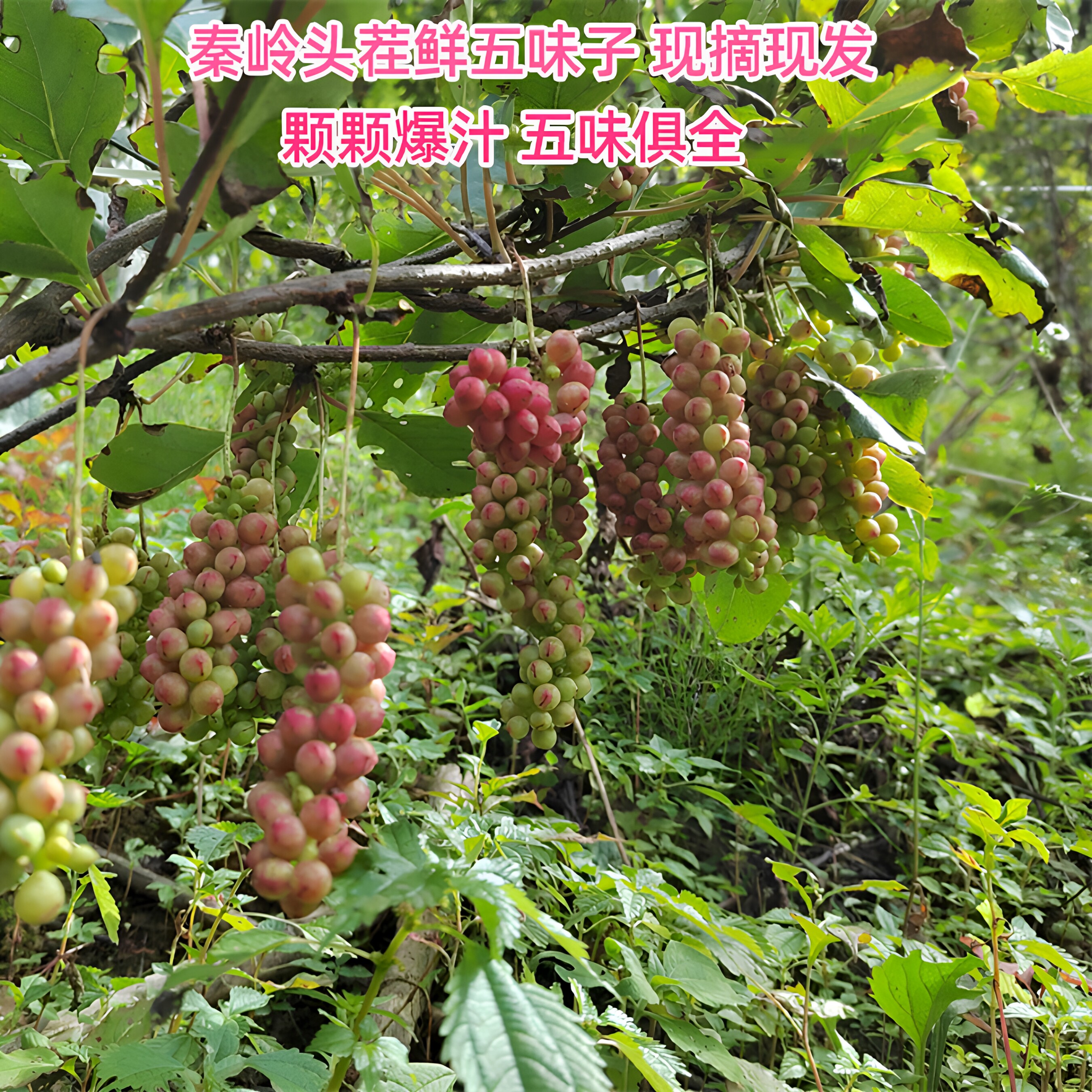 秦岭山新鲜南五味子现采野果鲜货非干货即食泡茶煲粥中药材鲜果