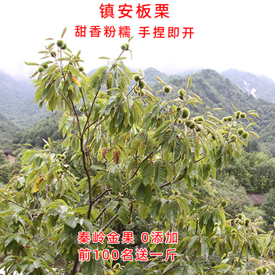 新鲜生板栗陕西镇安当季坚果