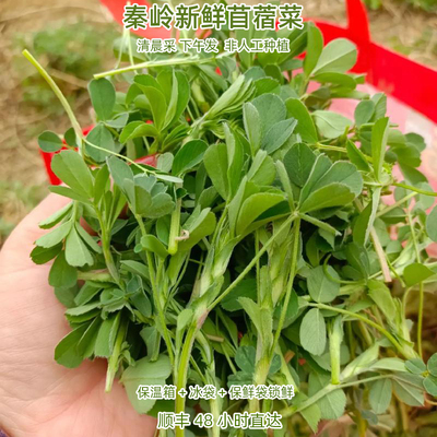 现摘野生新鲜食用苜蓿草头金花菜