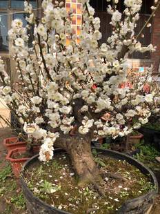 实拍白梅花盆景玉蝶盆栽绿植梅乌梅造型盆景树桩盆栽白色梅花盆景