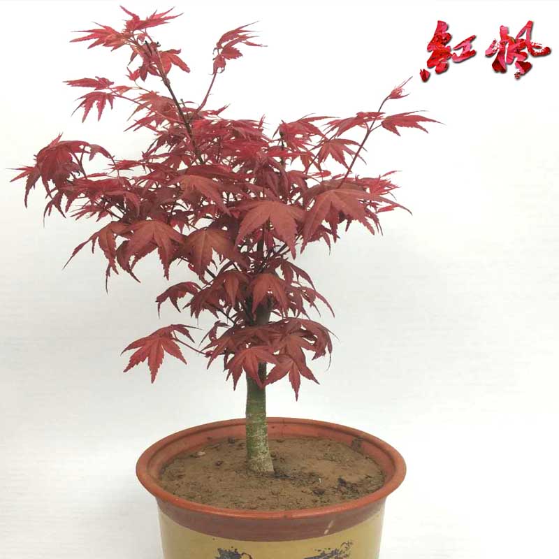 高档盆栽地栽花卉盆景红枫嫁接树苗观叶盆栽植物 室内 日本 四季