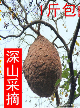 野生马蜂窝葫芦巴