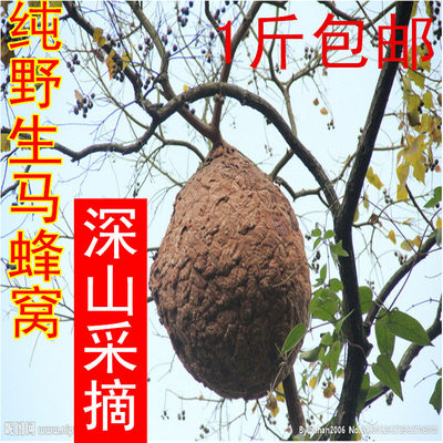野生马蜂窝葫芦巴