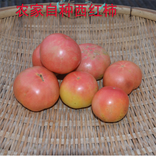 秦巴农家自种西红柿 自然成熟沙瓤番茄孕妇当季水果普罗旺斯生吃