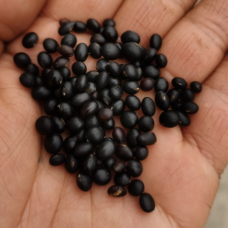 2026新货农家自种黑豆非转基因大豆打豆浆专用粗粮五谷杂粮