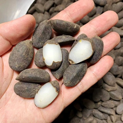 正宗白玉菩提菩提子白玉果油棕果