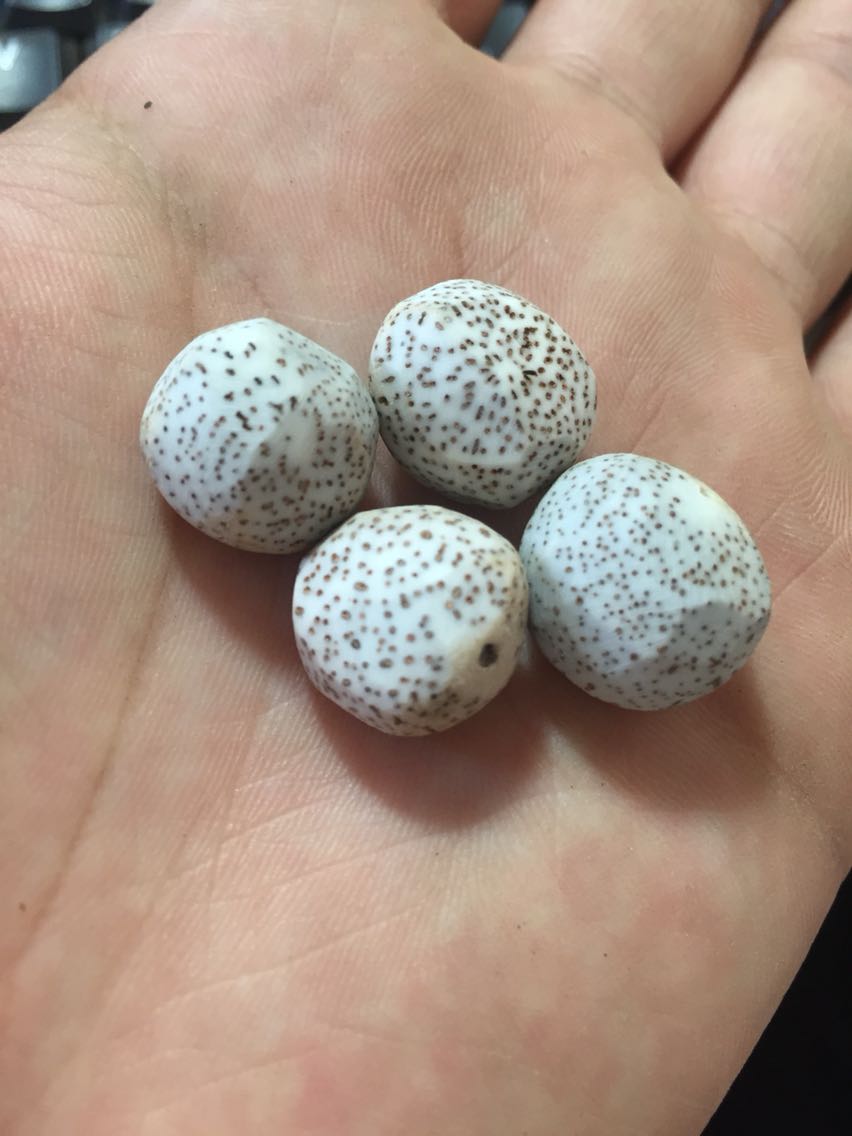 海南 文玩星月原籽 菩提子元宝籽高密度脱脂顺白原料厚度10-13mm