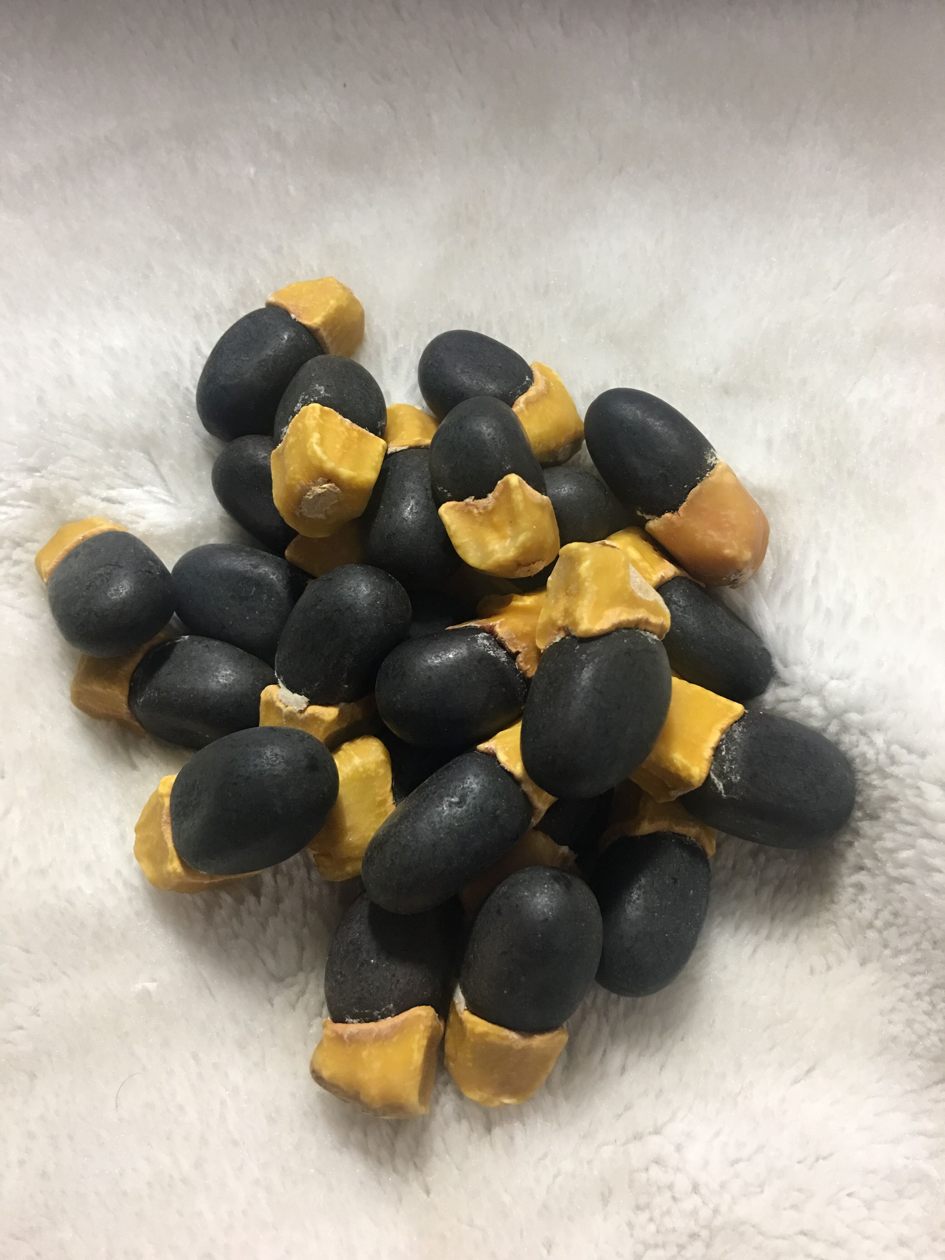 缅茄菩提蜡黄头缅茄果