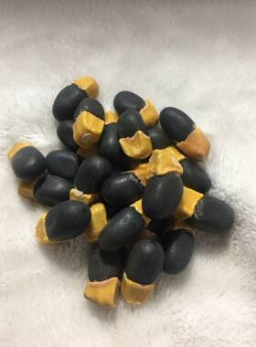 缅茄菩提蜡黄头缅茄果