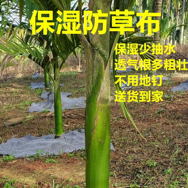 槟榔奇楠包树头护根果树果园树苗农用地膜保湿除草新型防草布 鲜花速递/花卉仿真/绿植园艺 其它园艺用品 原图主图