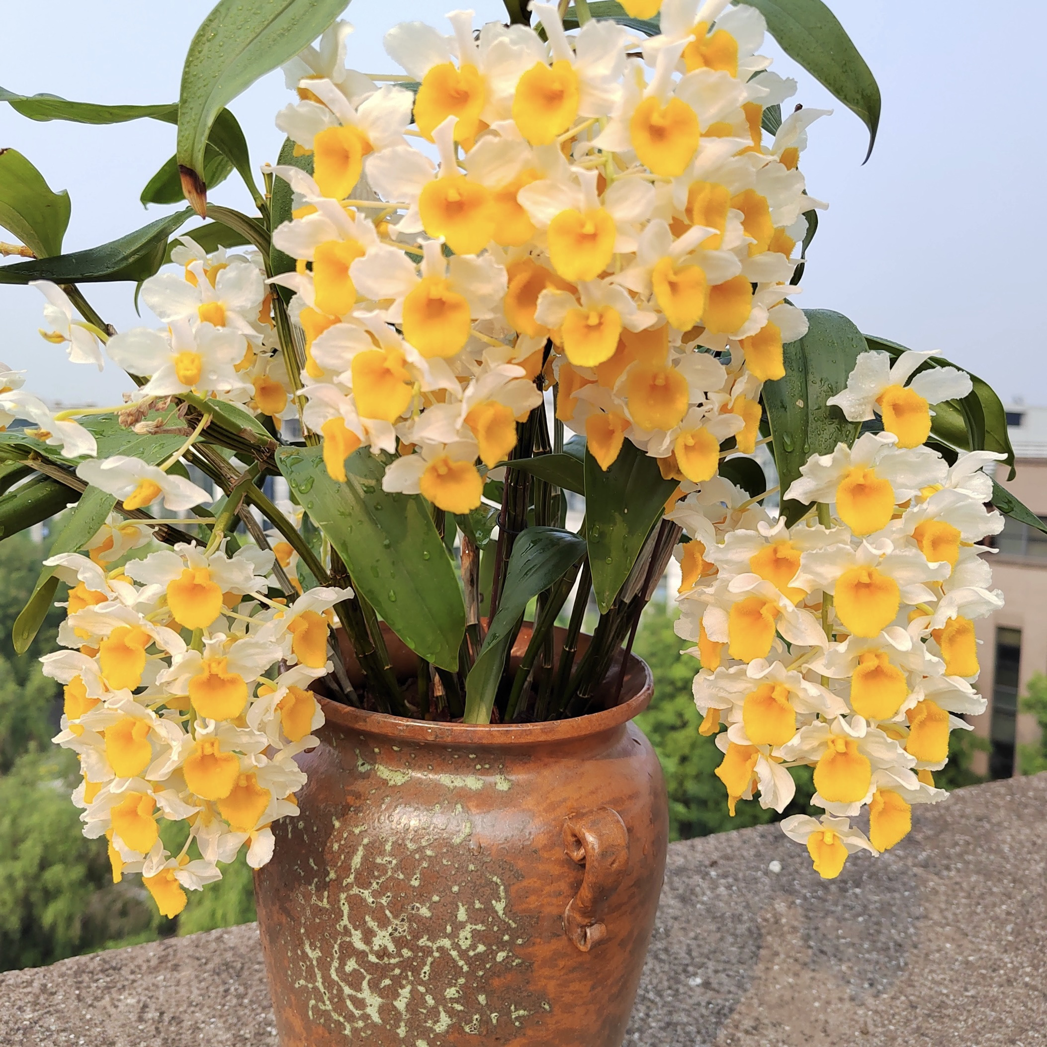 球花石斛带盆种活