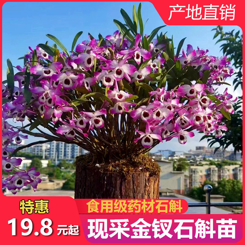 金钗石斛苗盆栽铁皮石斛苗盆栽可桌面绿植