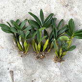 鼓槌石斛丛苗基地种植鼓槌产地直发新鲜花卉绿植可食用观赏