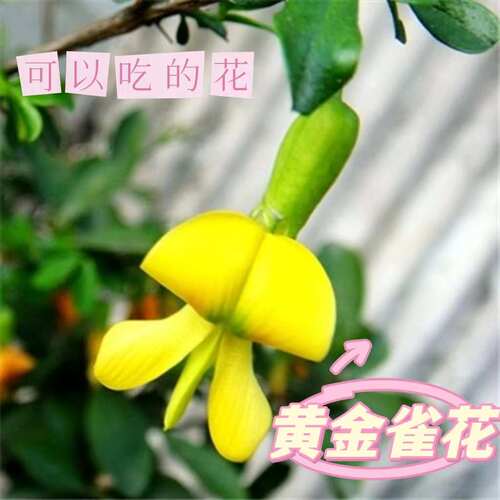 可食用黄金盆景老桩阳台