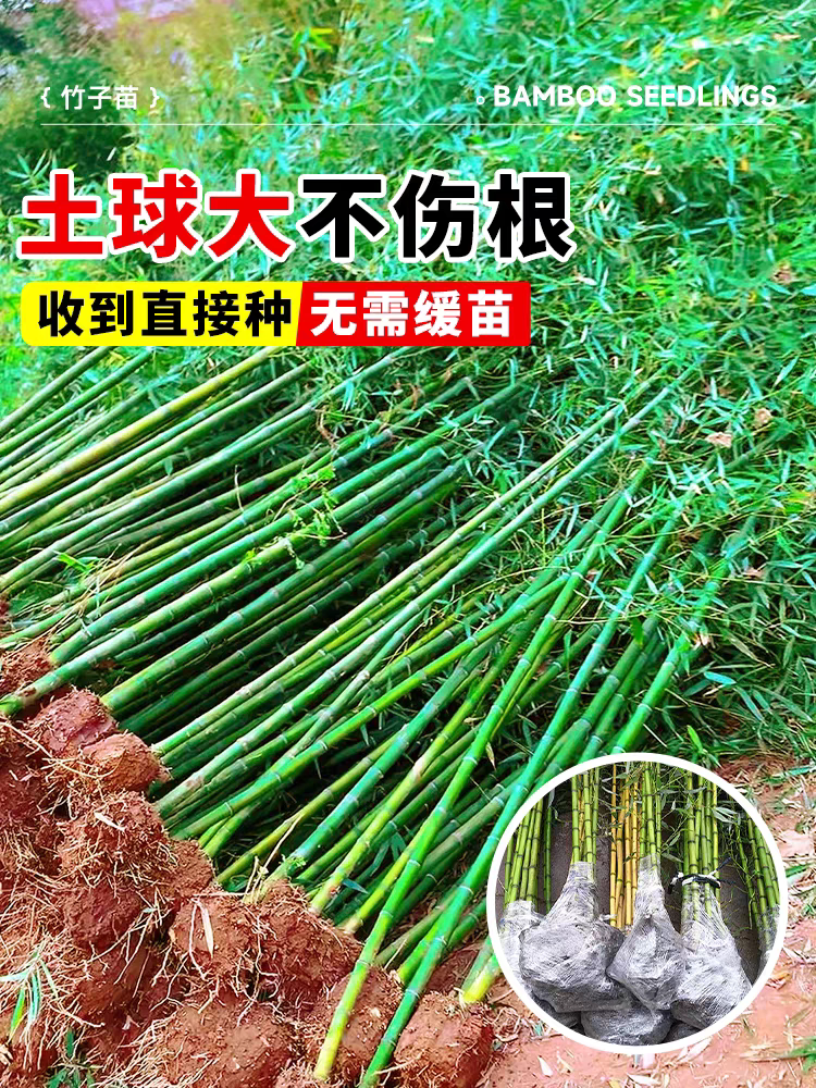 竹子苗庭院室内外观赏盆栽黄金竹