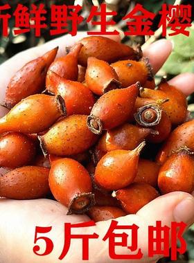 新鲜金樱子男性泡酒药材手选青黄泡酒果子现摘刺梨子糖罐子一斤装