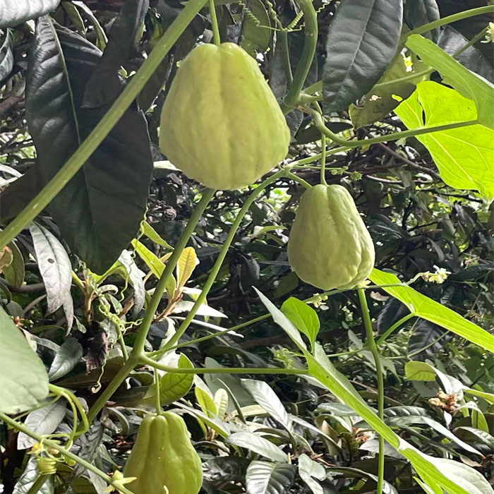 四川高山洋瓜佛手瓜现摘现发