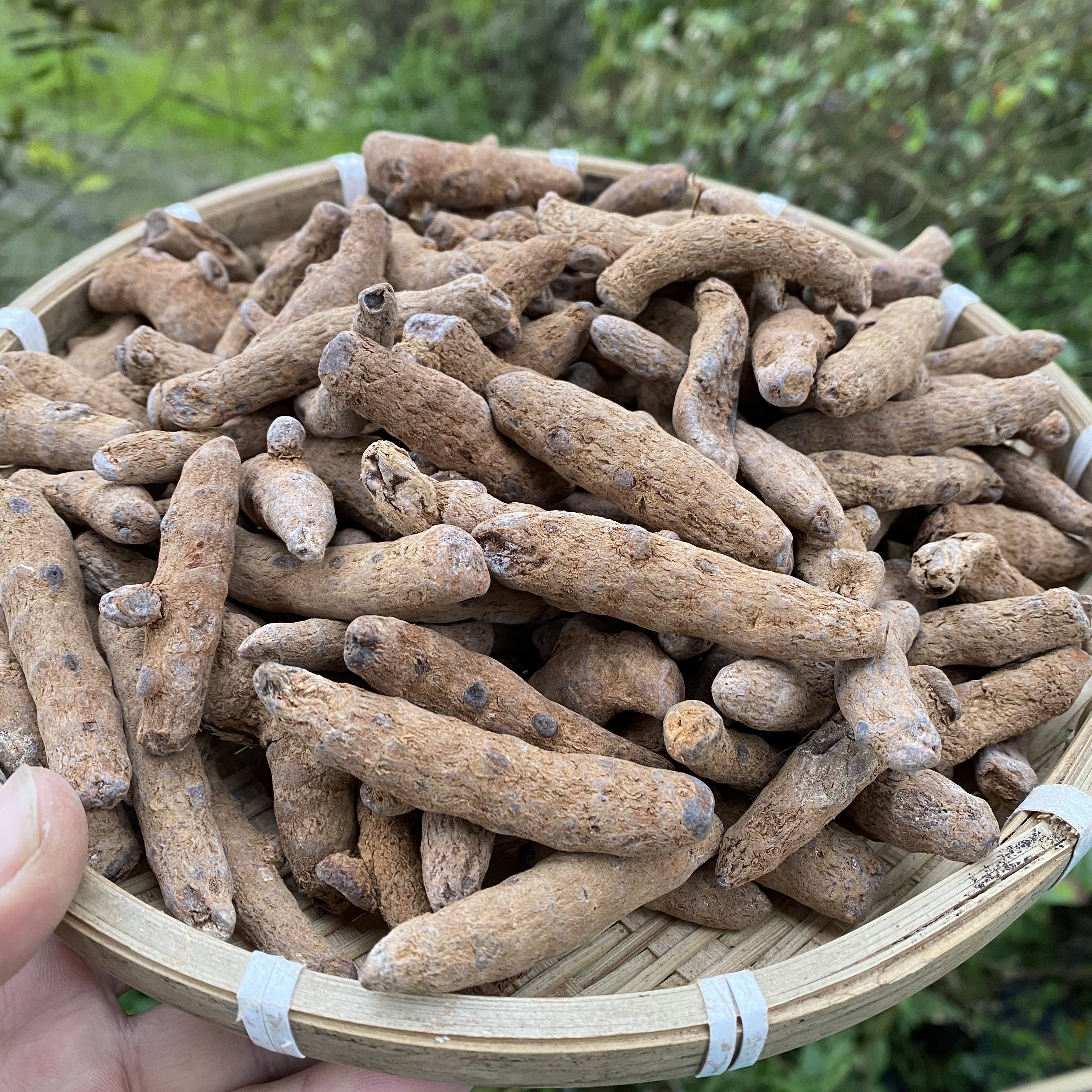 缅甸下山货[血三七]可搭配乌天 降血压 脂