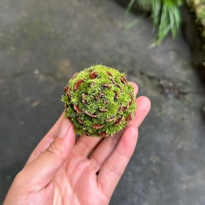 松果苔藓球植物摆件好养绿植创意微景观苔藓微景观摆件稀奇古怪
