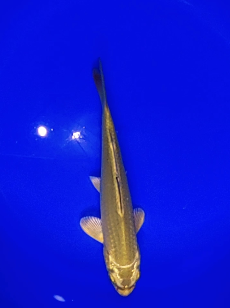 671号，稀缺品种富士光泽系茶鲤，金茶鲤，在光感的茶鲤！