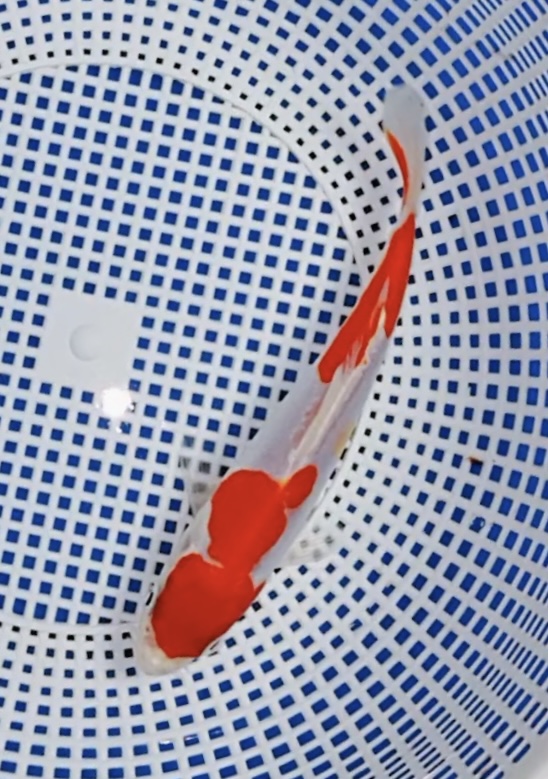 A315号，德系丸顶两段红白，颜色头版切边都满分，质感通透