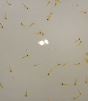 2026水花预售，血统锦鲤水花混合300-500尾左右+一包开口饲料