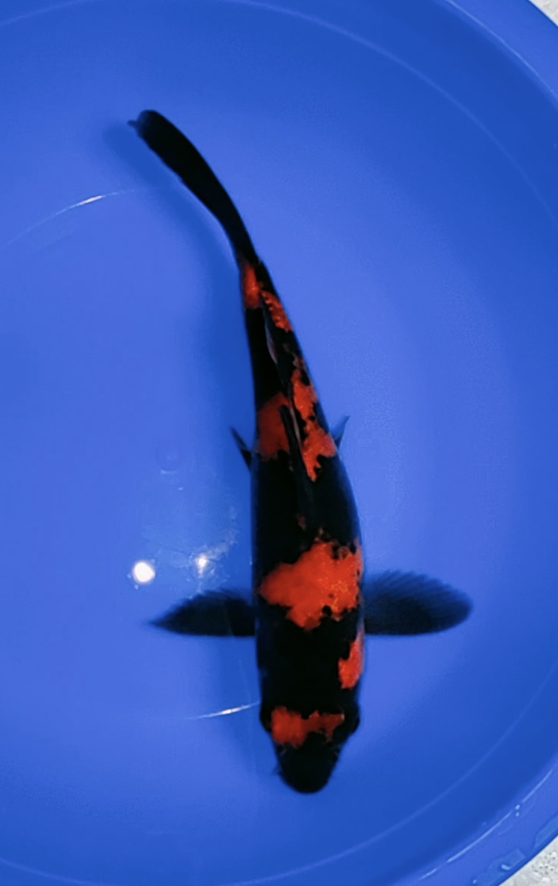 900号，今日推介蓧田血统绯写，墨位分布完美+首鳍满墨