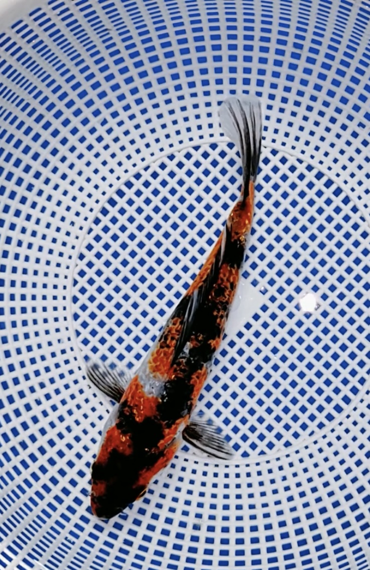 318号，封面昭和！面割已出！绯盘四段，绯墨互补！完成度超级高