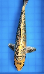 79号 大钱串 霸气闪鳞 36cm 赛级超赛级富士闪鳞铠甲黄金龙