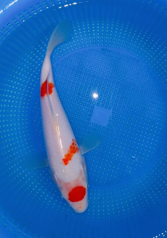 留养级桃太郎血统丸顶樱花红白,超宽体型高背