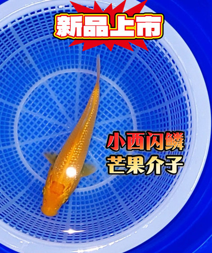 796号，新品上市，小西血统闪鳞芒果介子！Mango像熟透的芒果！