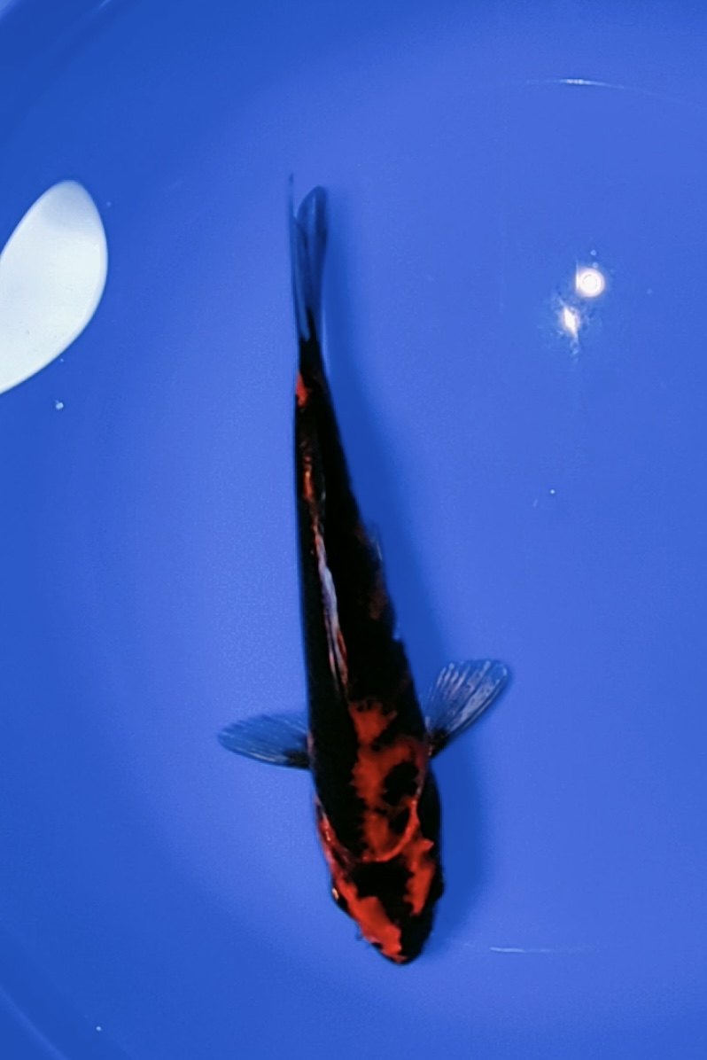 121号，富士金昭和，金属感+极强网目感，油漆绯+三段墨位！,宠物/宠物食品及用品,鱼,淘宝优惠券,粉丝福利购,淘宝优惠卷