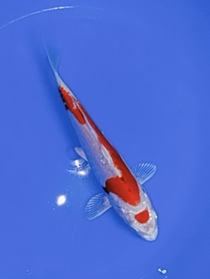 690号 纯纯独家品种 独家稀缺富士闪鳞德系丸顶葡萄衣