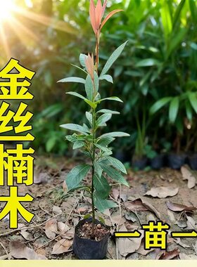 四川金丝楠树苗带土小叶桢楠名贵大树苗盆栽庭院绿化金丝楠木树苗