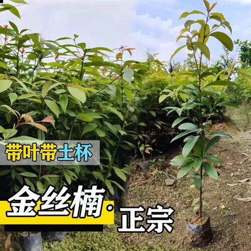 正宗小叶金丝楠木树苗