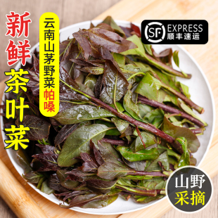 云南茶叶菜新鲜嫩芽帕嗓现摘菜叶农家德宏傣族厚壳树嫩叶野菜蔬菜