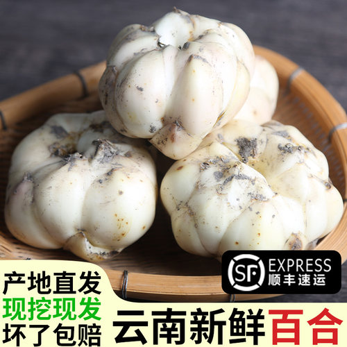 云南新鲜现挖甜百合粉糯香甜