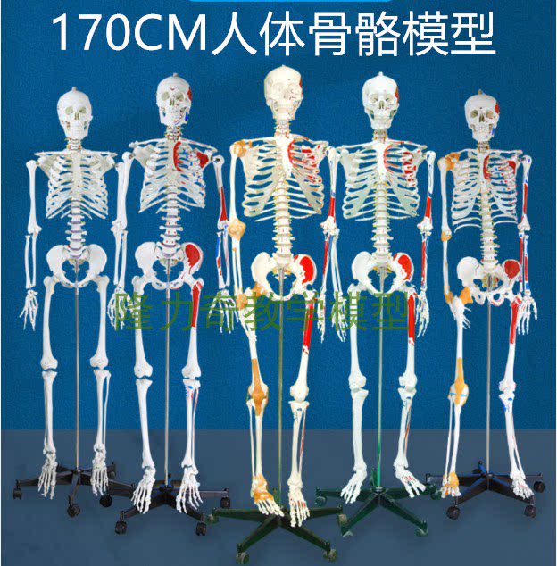 170cm人体骨骼带神经带椎间盘模型骨架附肌肉起止点着色韧带模型